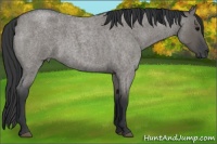 Horse Color:Grullo Roan