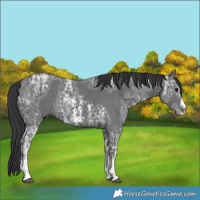 Horse Color:Black Ice Sabino Rabicano 