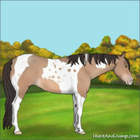 Horse Color:Sable Champagne Tobiano 