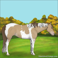 Horse Color:Classic Cream Champagne Tobiano
