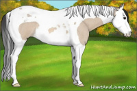 Horse Color:Bay Roan Dun Splash Tobiano 