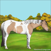 Horse Color:Amber Champagne Tobiano