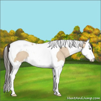Horse Color:Amber Champagne Dun Splash Tobiano 