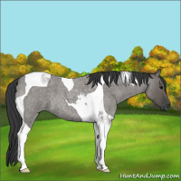 Horse Color:Grullo Roan Tobiano 