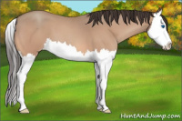 Horse Color:Amber Champagne Roan Splash 