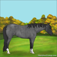 Horse Color:Blue Roan 