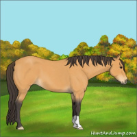 Horse Color:Buckskin Roan