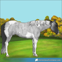 Horse Color:Blue Roan Tobiano