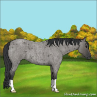 Horse Color:Grullo Roan 