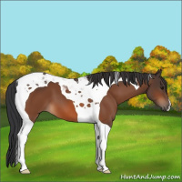 Horse Color:Bay Tobiano 