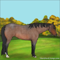 Horse Color:Brown Roan