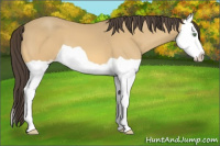 Horse Color:Amber Cream Champagne Splash