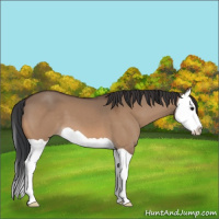 Horse Color:Bay Dun Splash 