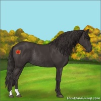 Horse Color:Smoky Black Rabicano 