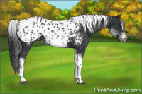 Horse Color:White Spotted Black Splash Tobiano Frame Appaloosa 
