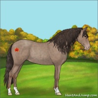 Horse Color:Unknown 