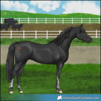Horse Color:Black Tobiano 