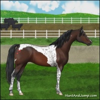 Horse Color:Brown Tobiano 