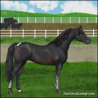 Horse Color:Brown Tobiano Appaloosa