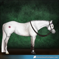 Horse Color:Gray White Spotted Chocolate Buckskin Dun 