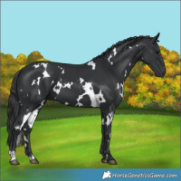 Horse Color:White Spotted Black 