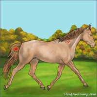Horse Color:Chestnut Pearl 
