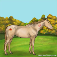 Horse Color:Chestnut Pearl 