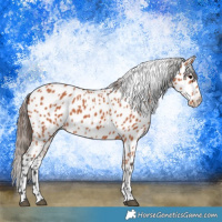 Horse Color:Bay Appaloosa