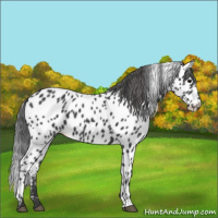 Horse Color:Black Appaloosa 