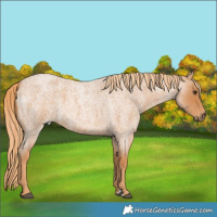 Horse Color:Red Roan 