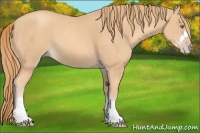 Horse Color:Gold Champagne 