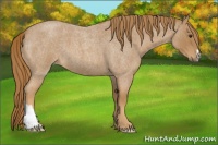 Horse Color:Red Roan 