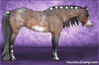Horse Color:White Spotted Brown Roan Frame 