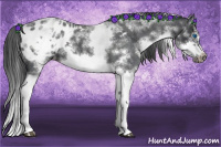 Horse Color:White Spotted Blue Roan Splash Frame Appaloosa 
