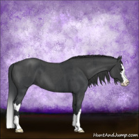 Horse Color:Blue Roan Sabino Splash  and Blue Roan Sabino Splash 