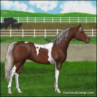 Horse Color:Silver Brown Tobiano Varnish 