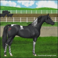 Horse Color:Black Tobiano