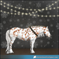 Horse Color:Silver Bay Sabino Near Leopard 