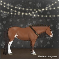 Horse Color:Bay Sabino 