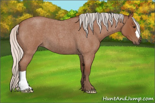 Horse Color:Silver Bay Roan 