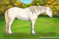 Horse Color:Buckskin Roan Pearl  and Buckskin Roan Pearl Frame 
