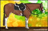 Horse Color:Bay Sabino Appaloosa 