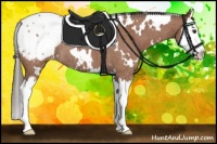 Horse Color:White Spotted Bay Roan Splash Appaloosa 