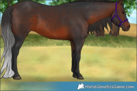 Horse Color:Brown Rabicano