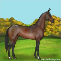 Horse Color:Bay Rabicano 