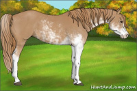 Horse Color:Chestnut Sabino 