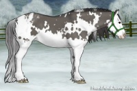 Horse Color:White Spotted Grullo Splash Appaloosa