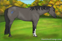 Horse Color:Grullo 