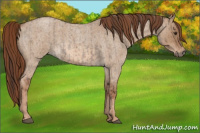 Horse Color:Liver Red Dun Roan  and Red Dun Roan 