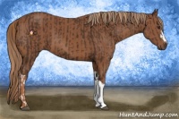 Horse Color:Liver Chestnut  and Chestnut 